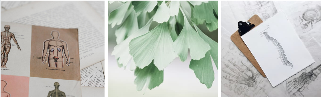 What is a medical herbalist?
